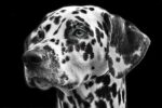 Black And White View Dog Animal Fur Mammal 730892 Pxhere.com